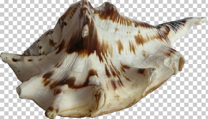 Seashell Bivalvia Computer Icons Hotel PNG, Clipart, Airline Ticket, Animals, Bivalvia, Clams Oysters Mussels And Scallops, Computer Icons Free PNG Download