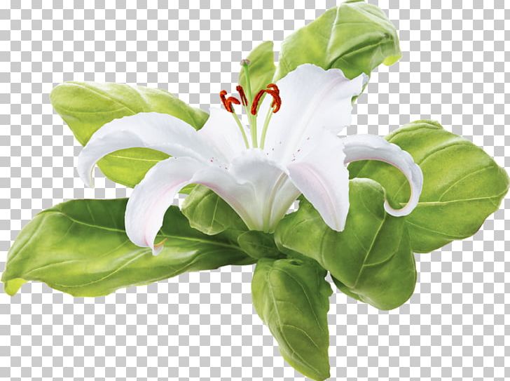Flower PNG, Clipart, Adobe Flash, Animation, Blog, Cicekler, Clip Art Free PNG Download
