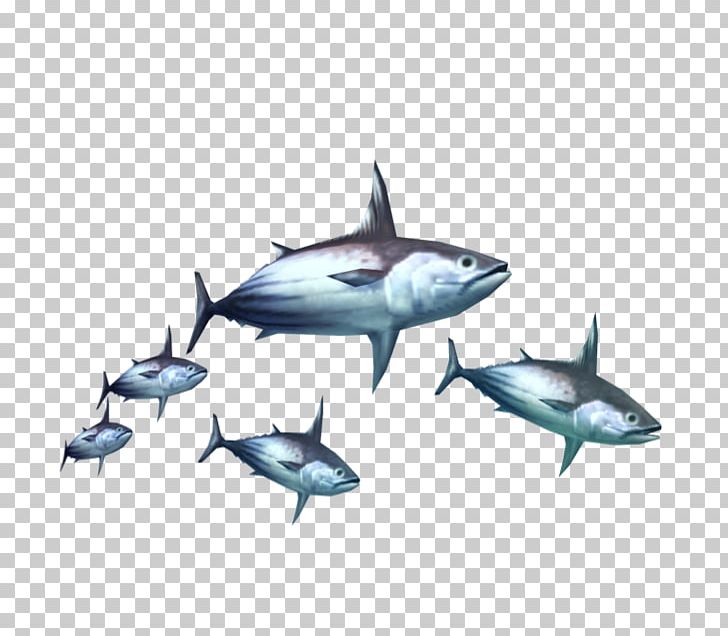 Thunnus Fish Τόνος Food PNG, Clipart, Bony Fish, Fauna, Food, Marine Biology, Marine Mammal Free PNG Download