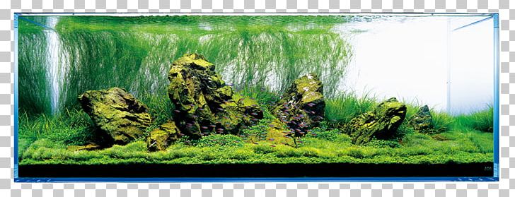 Aquariums Aquascaping Aqua Design Amano Rock PNG, Clipart, Aqua Design Amano, Aquarium, Aquarium Decor, Aquatic Plant, Aquatic Plants Free PNG Download