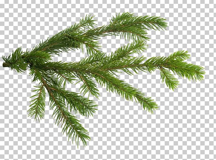 Christmas Tree Branch Fir PNG, Clipart, Branch, Christmas, Christmas Ornament, Christmas Tree, Clip Art Free PNG Download