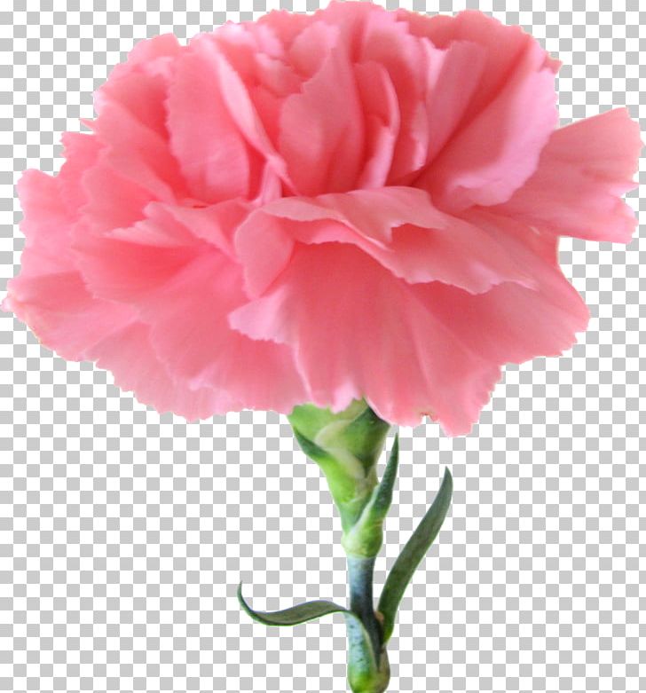 Carnation Pink Flowers Birth Flower PNG, Clipart, Annual Plant, Birth, Birth Flower, Carnation, Carnation Pink Free PNG Download