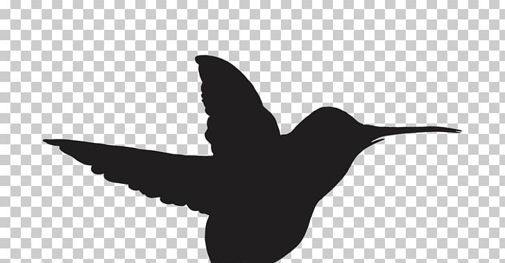 Hummingbird Beak Wing Flower PNG, Clipart, Beak, Beija Flor, Bird, Black And White, Fauna Free PNG Download