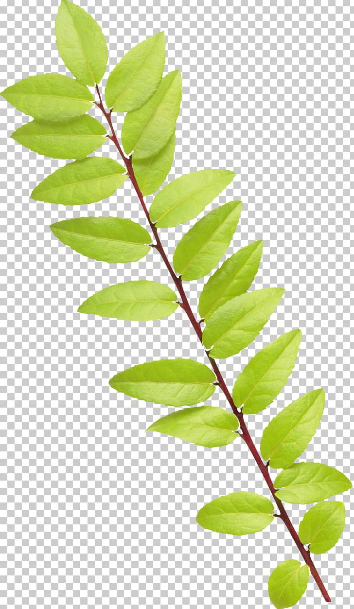 Leaf Raster Graphics Flower PNG, Clipart, Albom, Blog, Branch, Encapsulated Postscript, Flower Free PNG Download