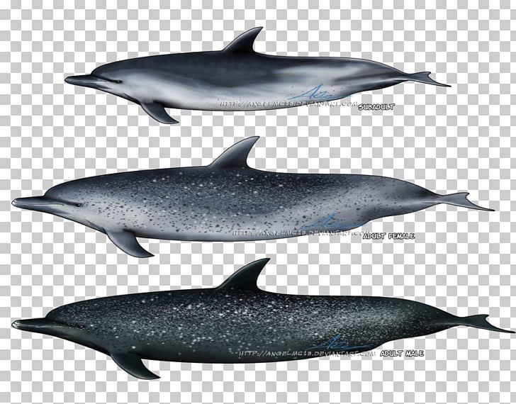 Spinner Dolphin Striped Dolphin Common Bottlenose Dolphin Short-beaked Common Dolphin Rough-toothed Dolphin PNG, Clipart, Animals, Atlantic Spotted Dolphin, Bottlenose Dolphin, Cetacea, Fauna Free PNG Download