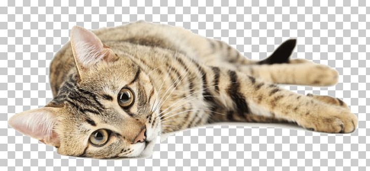 Bengal Cat Whiskers Savannah Cat Ocicat California Spangled PNG, Clipart, Bengal Cat, California Spangled, Carnivoran, Cat, Cat Like Mammal Free PNG Download