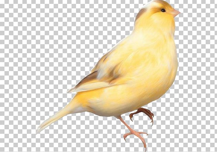 Domestic Canary Bird Parrot Finches PNG, Clipart, American Goldfinch, Animals, Atlantic Canary, Beak, Bird Free PNG Download