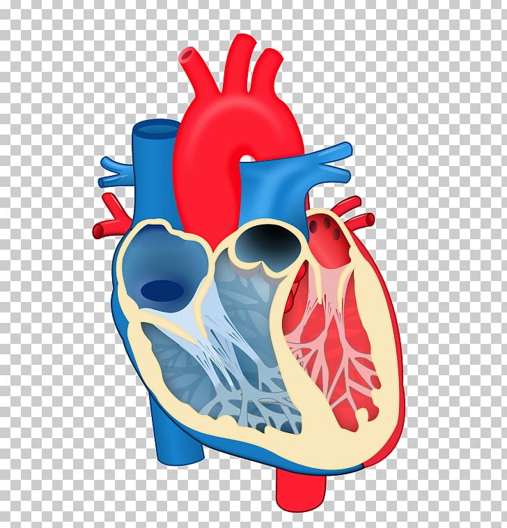 Heart Valve Chordae Tendineae Anatomy Diagram PNG, Clipart, Anatomy, Aorta, Blo, Chordae Tendineae, Circulatory System Free PNG Download