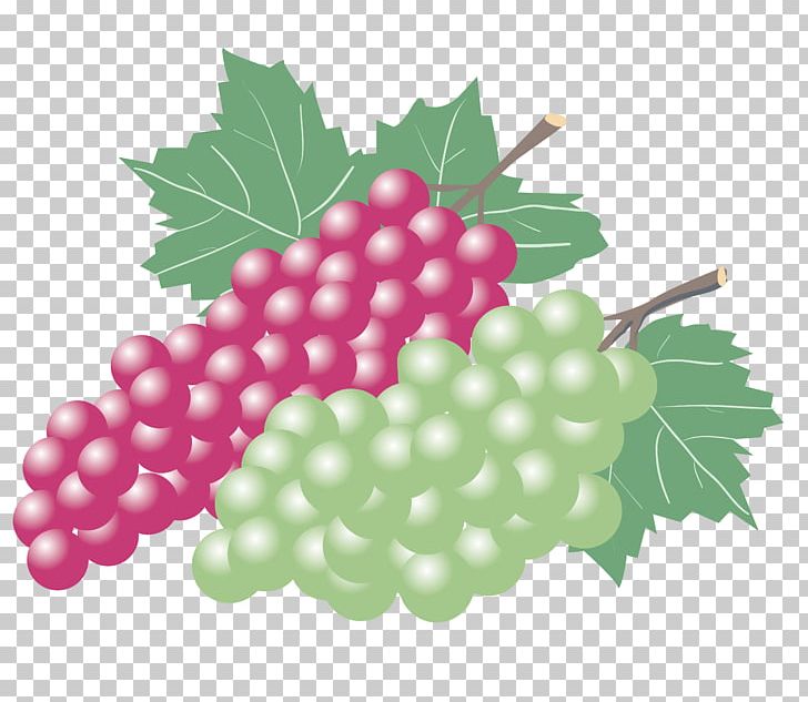 Kyoho Grape Wine Zante Currant Seedless Fruit PNG, Clipart, Food, Fruit, Fruit Nut, Grape, Grapevine Family Free PNG Download