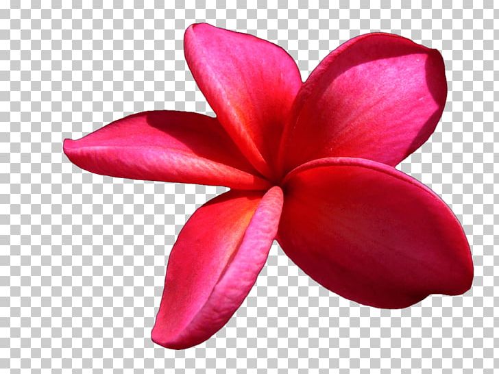 Flower PNG, Clipart, Artificial Flower, Cari, Closeup, Cut Flowers, Floral Design Free PNG Download