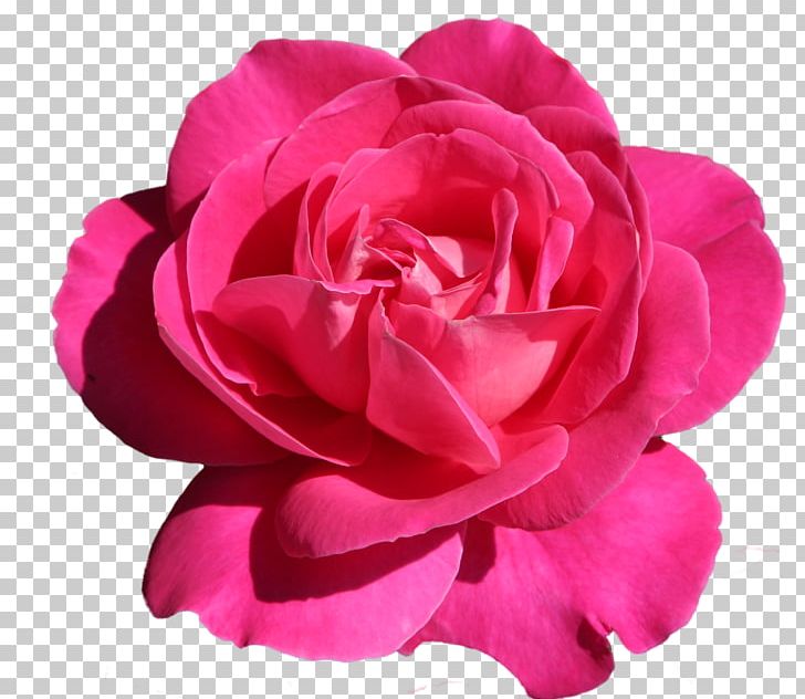 Flower Garden Roses PNG, Clipart, Adobe Premiere Pro, China Rose, Color, Cut Flowers, Desktop Wallpaper Free PNG Download