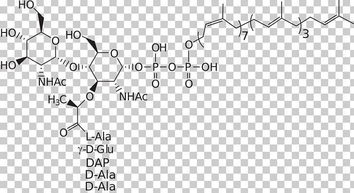 Lipid II Peptidoglycan Lipid A Cholesterol PNG, Clipart, Angle, Area, Bacteria, Black And White, Carbohydrate Free PNG Download