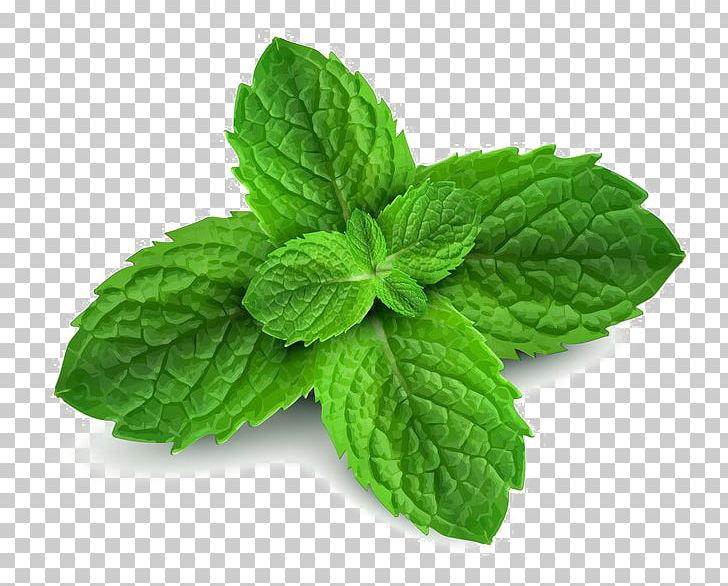 Peppermint Spearmint Menthol Pennyroyal Water Mint PNG, Clipart, Essential Oil, Feng You Jing, Herb, Herbal Tea, Leaf Free PNG Download