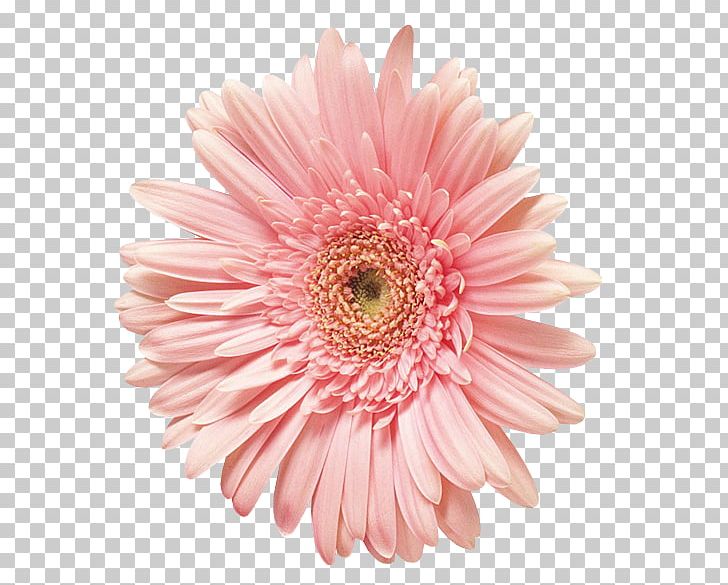 Transvaal Daisy 1 May International Workers' Day Holiday Pretty Marsh PNG, Clipart, Aster, Asterales, Blue Hill Bay, Carnation, Chrysanthemum Free PNG Download