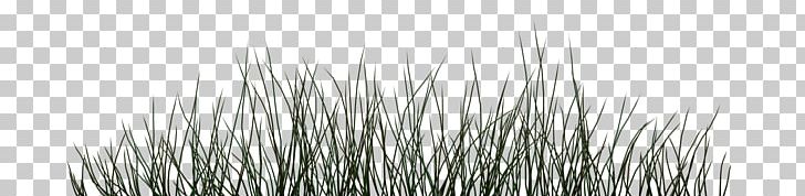 Line White PNG, Clipart, Art, Black And White, Grass, Line, White Free PNG Download