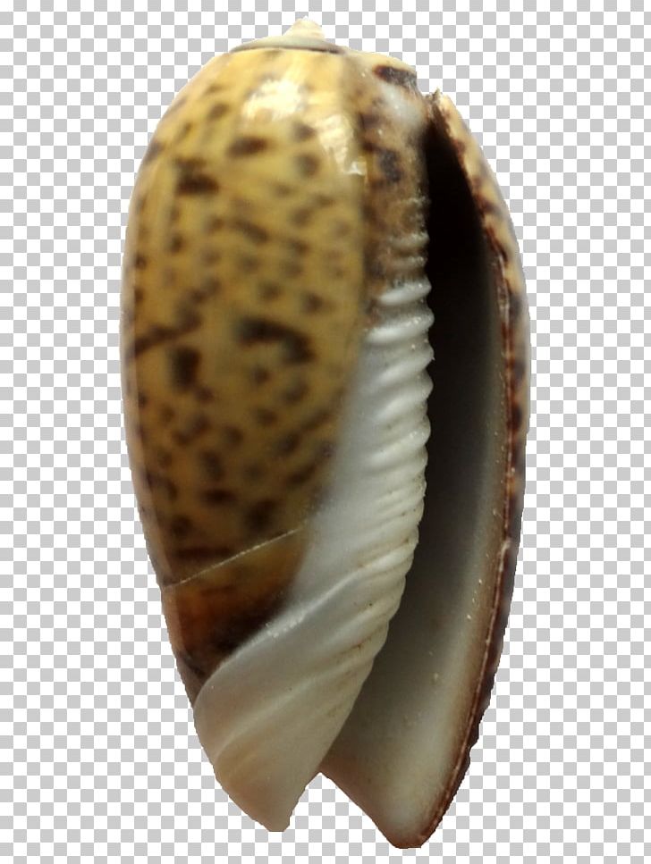 Cockle Conchology Seashell Hontza Museoa Museum PNG, Clipart, Animals, Caracola, Clams Oysters Mussels And Scallops, Cockle, Conchology Free PNG Download