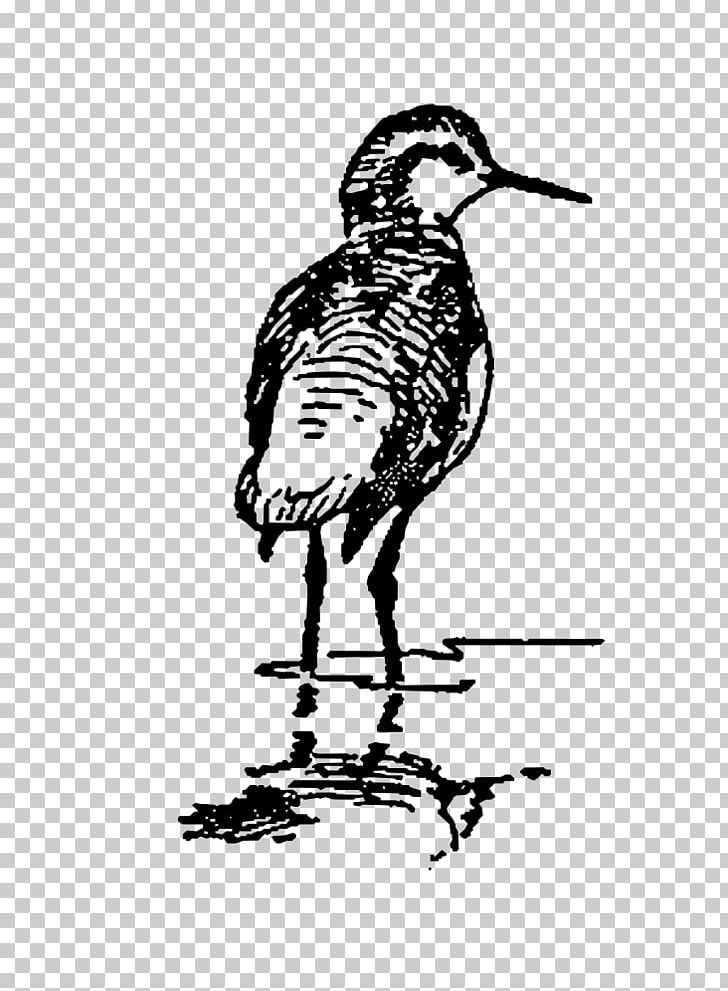Duck Bird Graphics PNG, Clipart, Animals, Art, Artwork, Beak, Bird Free PNG Download