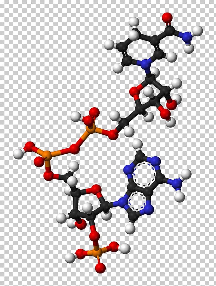 Nicotinamide Adenine Dinucleotide Phosphate Coenzyme Redox PNG, Clipart, Adenine, Chemical Reaction, Coenzyme, Electron, Enzyme Free PNG Download