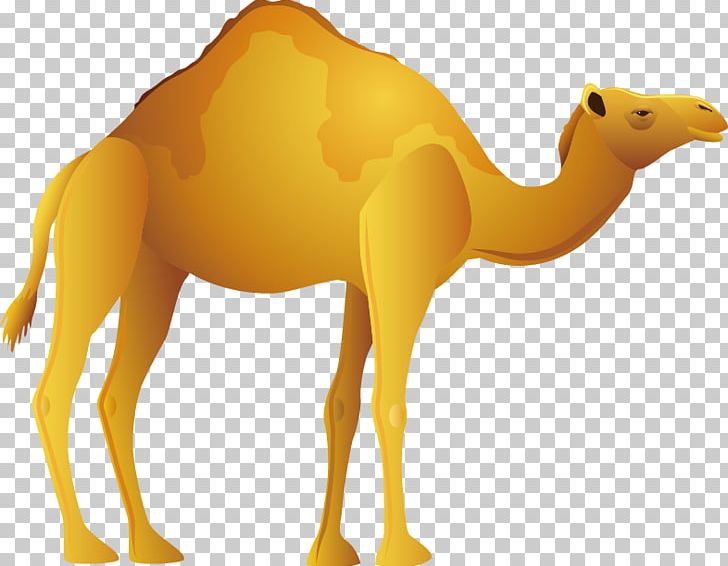 Bactrian Camel Desert Icon PNG, Clipart, Adobe Illustrator, Animals, Arabian Camel, Camel, Camel Cartoon Free PNG Download