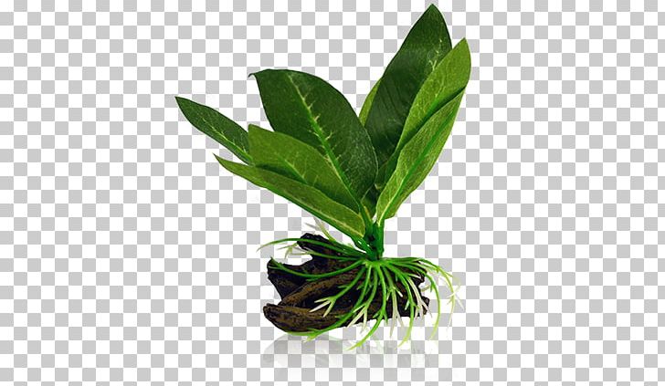 Leaf Aquatic Plants Fern Microsorum Pteropus PNG, Clipart, Aquarium, Aquatic, Aquatic Plants, Betta, Brookline Dog Free PNG Download