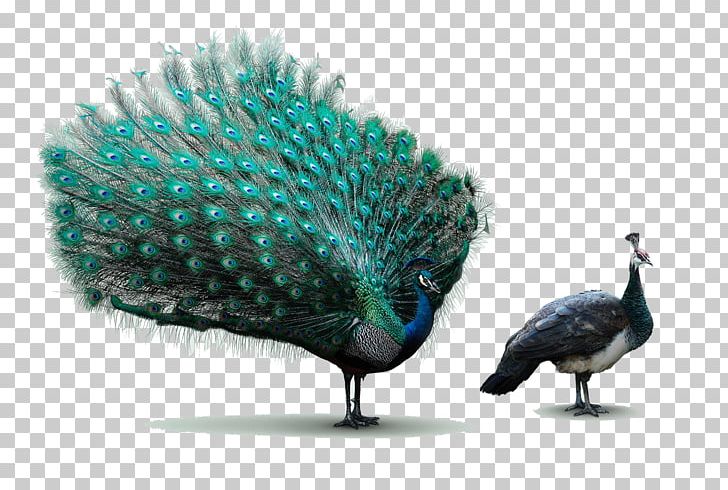 Advertising Agency Art Director Young & Rubicam Idea PNG, Clipart, Advertising, Animal, Animals, Beak, Blue Free PNG Download
