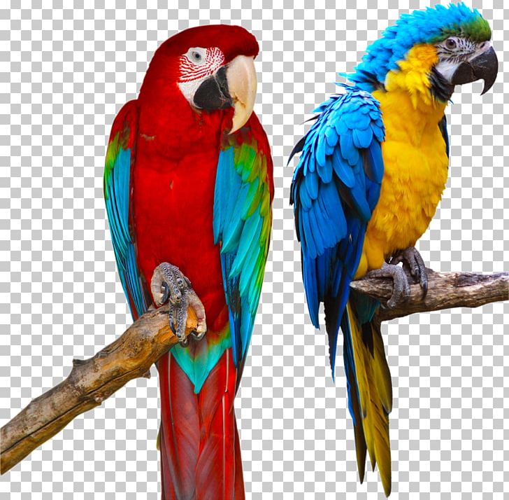 Blue-and-yellow Macaw Parrot Red-and-green Macaw Stock Photography PNG, Clipart, Animals, Beak, Bird, Blue, Blueandyellow Macaw Free PNG Download