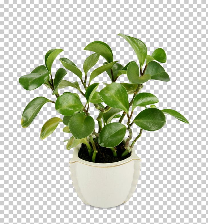 Coffee Flowerpot Houseplant PNG, Clipart, Coffee, Flowerpot, Houseplant Free PNG Download
