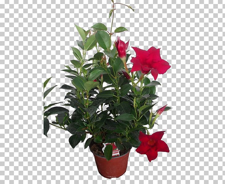 Houseplant Cut Flowers Rocktrumpet Cape Jasmine PNG, Clipart, Annual Plant, Cape Jasmine, Cut Flowers, Evergreen, Flower Free PNG Download