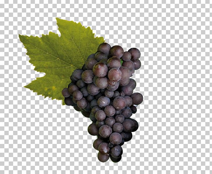 Sultana Pinot Noir Raboso Pinot Gris Cabernet Sauvignon PNG, Clipart, Cabernet Franc, Cabernet Sauvignon, Common Grape Vine, Cultivar, Food Free PNG Download