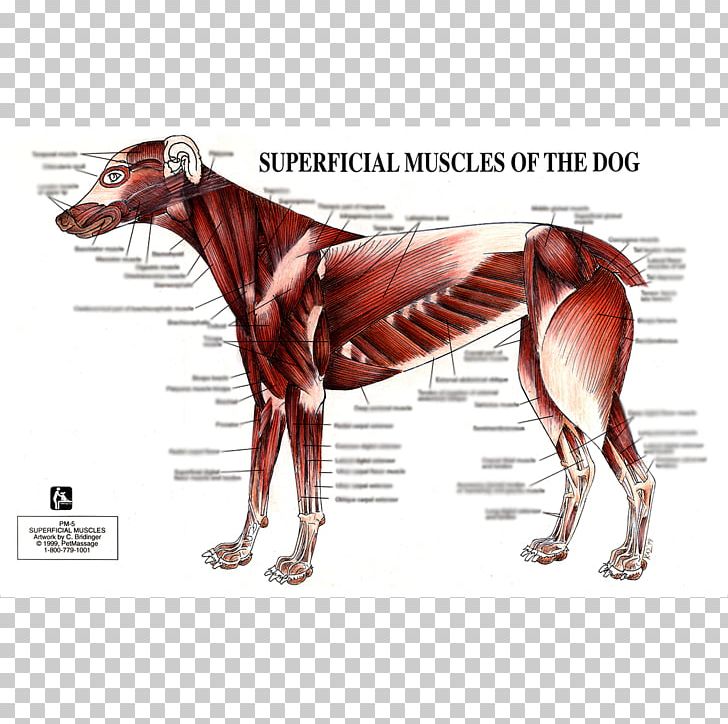 Dog Anatomy Muscle Human Body PNG, Clipart, Amazon, Anatomy, Animals, Bone, Canidae Free PNG Download