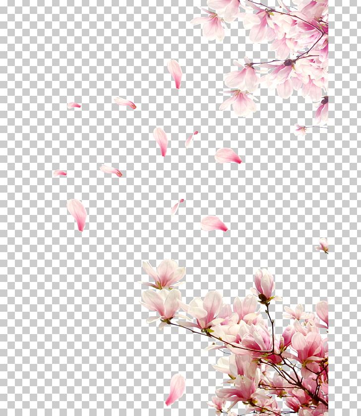 Flower Petal Rose PNG, Clipart, Branch, Cherry Blossom, Decoration, Download, Fall Decoration Free PNG Download