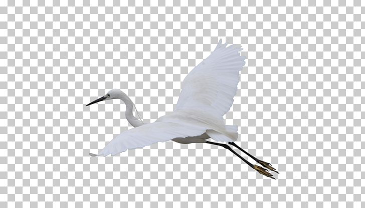 Crane Computer File PNG, Clipart, Animal, Beak, Bird, Crane, Crane Like Bird Free PNG Download