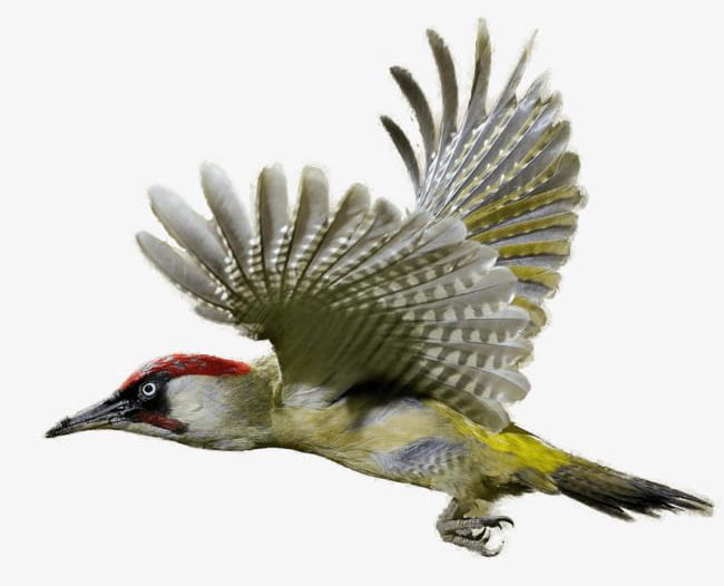Flying Bird PNG, Clipart, Animal, Animal World, Biology, Bird, Bird Clipart Free PNG Download