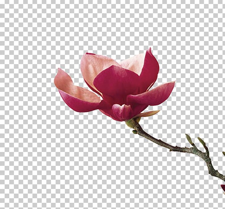 Guangzhou Lichun Flower PNG, Clipart, China, Encapsulated Postscript, Flowering Plant, Flowers, Golden Lotus Free PNG Download