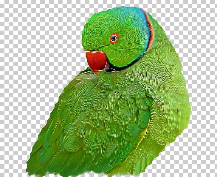 Macaw Loriini Parakeet Feather Beak PNG, Clipart, Beak, Bird, Common Pet Parakeet, Fauna, Feather Free PNG Download