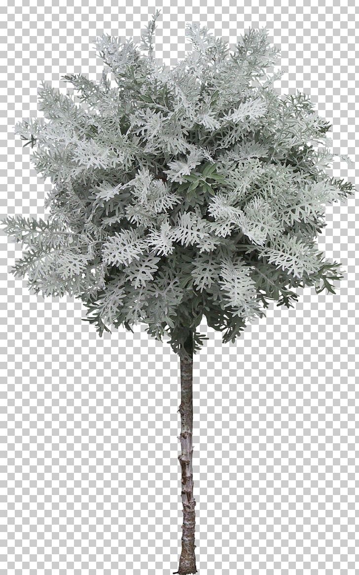 Tree Photography PNG, Clipart, Birch, Branch, Computer Icons, Conifer, Evergreen Free PNG Download