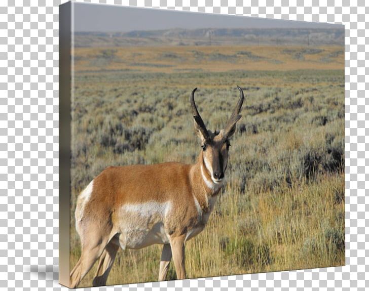 Springbok Pronghorn Waterbuck Ecoregion Fauna PNG, Clipart, Animal, Antelope, Cow Goat Family, Ecoregion, Ecosystem Free PNG Download