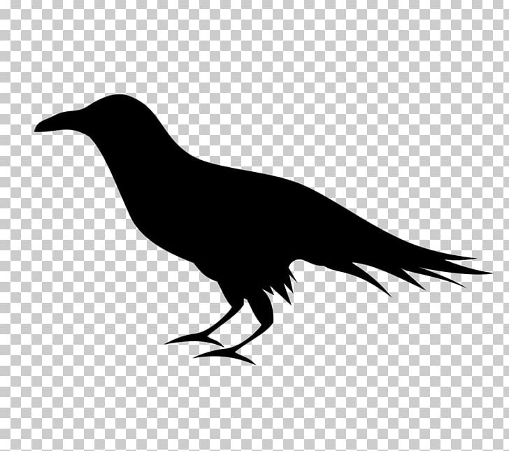 Common Raven Baltimore Ravens PNG, Clipart, Animals, Baltimore Ravens, Beak, Bird, Black And White Free PNG Download
