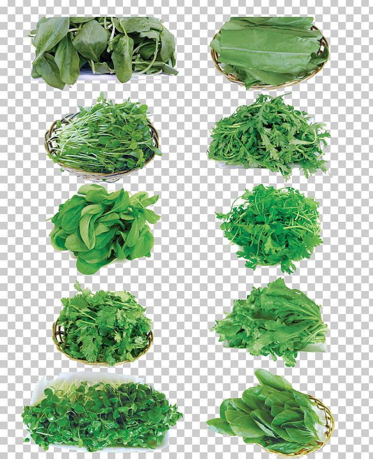 Kale Cabbage Vegetable Spring Greens PNG, Clipart, Bean, Bean Sprouts, Bok Choy, Brassica Oleracea, Chinese Cabbage Free PNG Download