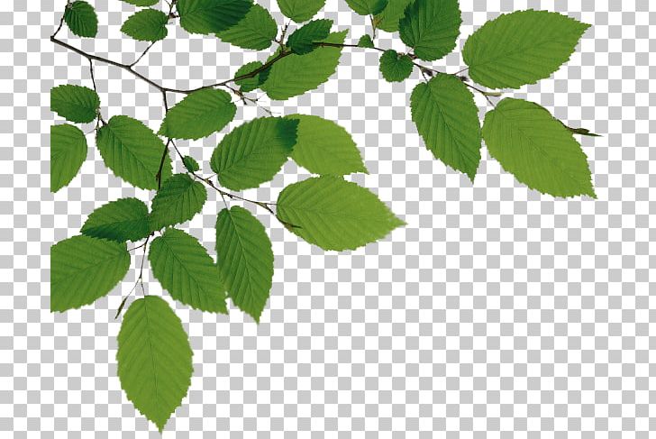 Tree Branch PNG, Clipart, Beech, Branch, Display Resolution, Download, Grass Free PNG Download