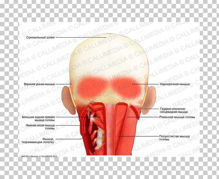 Muscle Head Neck Spinalis Coronal Plane PNG, Clipart, Abdominal External Oblique Muscle, Anatomy, Hand, Head, Human Body Free PNG Download