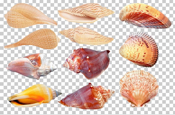 Seashell Cockle Conchology Clam PNG, Clipart, Animals, Animal Source Foods, Clam, Clams Oysters Mussels And Scallops, Cockle Free PNG Download