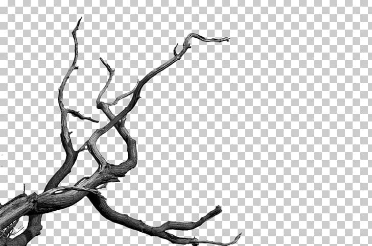 Tree PNG, Clipart, Black, Black And White, Branch, Cartoon, Cartoon Dead Tree Free PNG Download