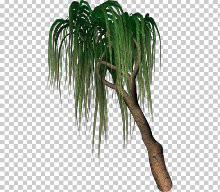 Arecaceae Grasses Flowerpot Evergreen Plant Stem PNG, Clipart, Arecaceae, Arecales, Cottages, Doll House, Evergreen Free PNG Download