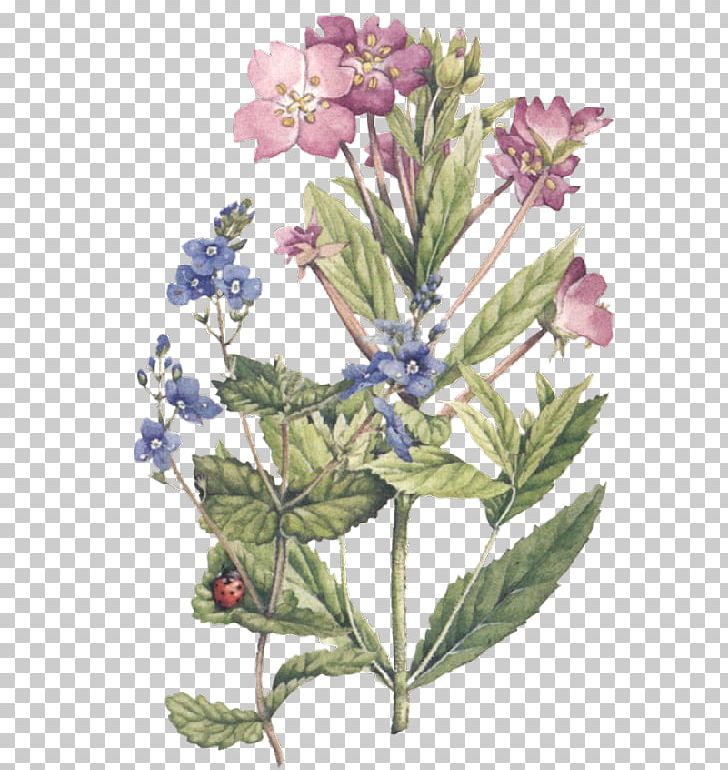 Botany Botanical Illustration Watercolor Painting PNG, Clipart, Art, Botanical Illustration, Botany, Common Sage, Decoupage Free PNG Download