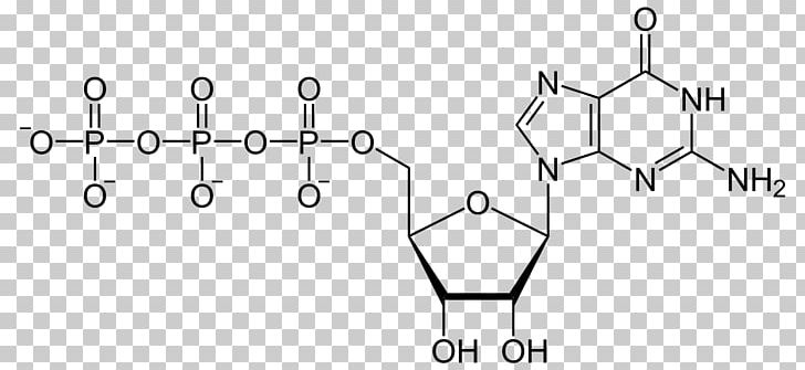Guanosine Triphosphate Guanosine Monophosphate Adenosine Triphosphate Uridine Triphosphate Biology PNG, Clipart, Adenosine Triphosphate, Angle, Area, Auto Part, Biology Free PNG Download