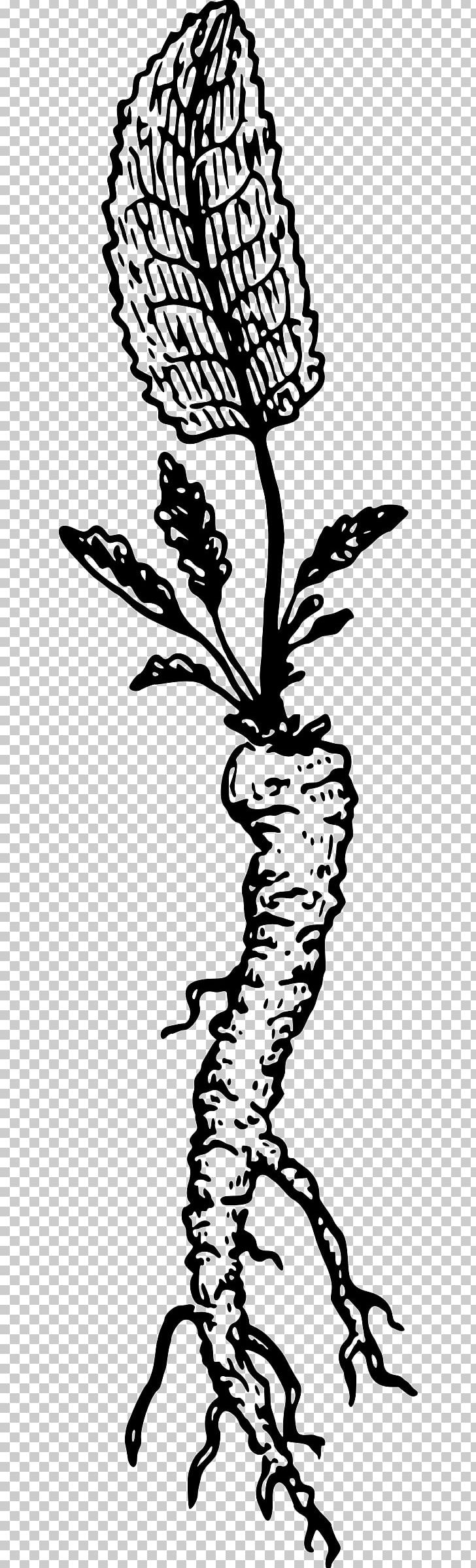 Horseradish Root Drawing PNG, Clipart, Art, Artwork, Beak, Bird, Black And White Free PNG Download