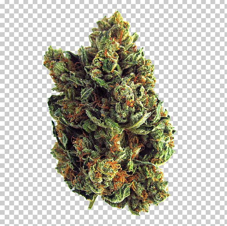 Kush Medical Cannabis Drug Haze PNG, Clipart, Blue Dream, California, Cannabis, Cannabis Drug, Charlie Sheen Free PNG Download