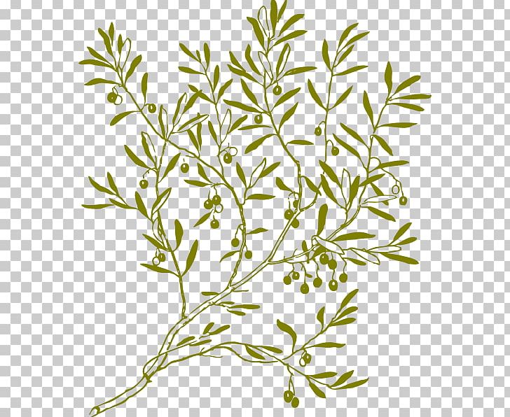 Olive Branch PNG, Clipart, Branch, Clip Art, Flora, Flower, Flowering Plant Free PNG Download