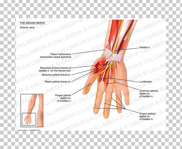 Thumb Median Nerve Muscle Anatomy PNG, Clipart, Anatomy, Arm, Blood Vessel, Carpal Bones, Carpal Tunnel Free PNG Download